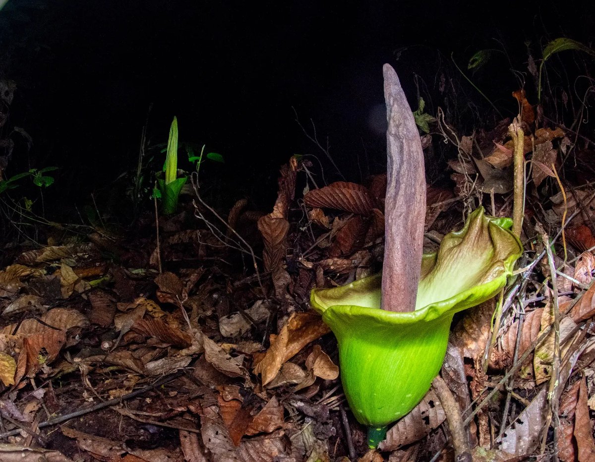 Amorphophallus lambii is an astonishing flower from the northern #borneo #forest. Two flowers close to each other and in full bloom, it is rather rare to observe. #conservation #biodiversity #asia#herb #botany @mobotgarden @nybg @nparksbuzz photo @JoremyTony