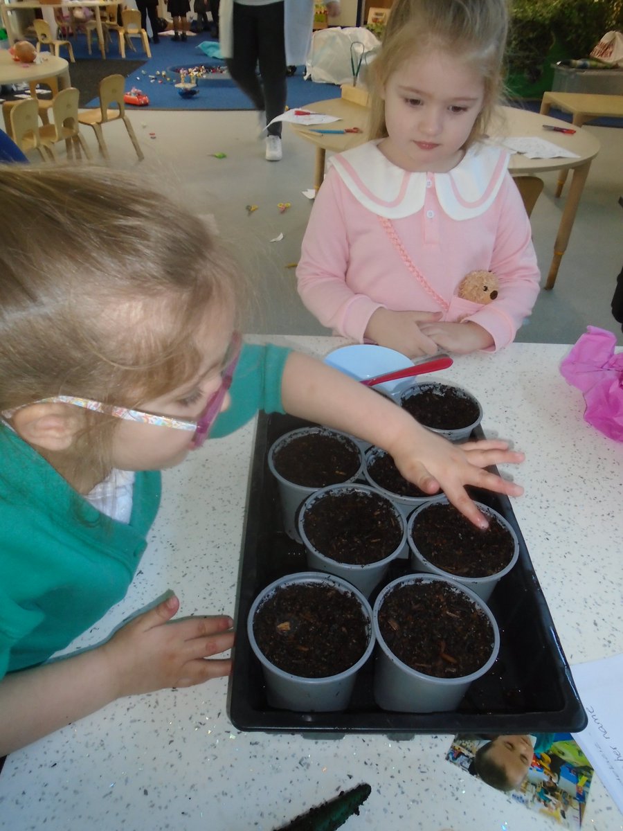 Nursery children sowed Swiss chard and sunflower seeds. @GrowCardiff @TreesforCities