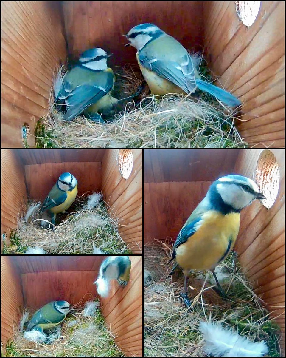 Yep….still faffing! 😳 #bluetit #gardenbirds #nestcam #wildlife #nature @GreenFeathersUK