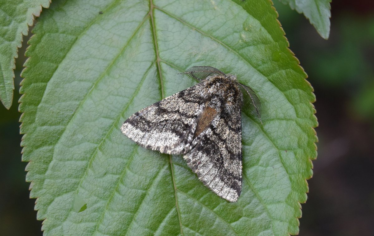 This lovely Brindled Beauty was the lone moth from last night's trapping session #mothsmatter