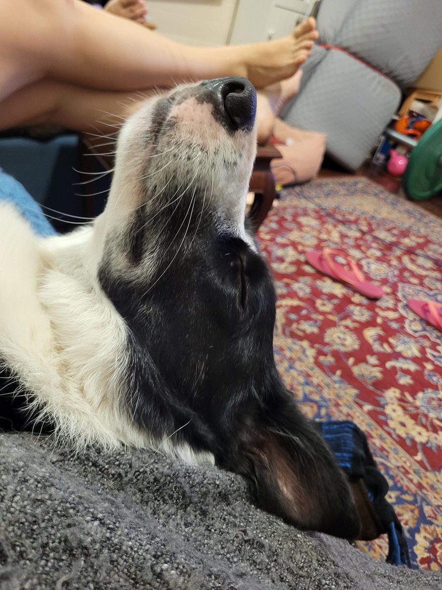 SMcCupOfTea's tweet photo. @sophieodoom This guy has been half falling off the sofa all night. Seems comfy? https://t.co/28v228lGAi