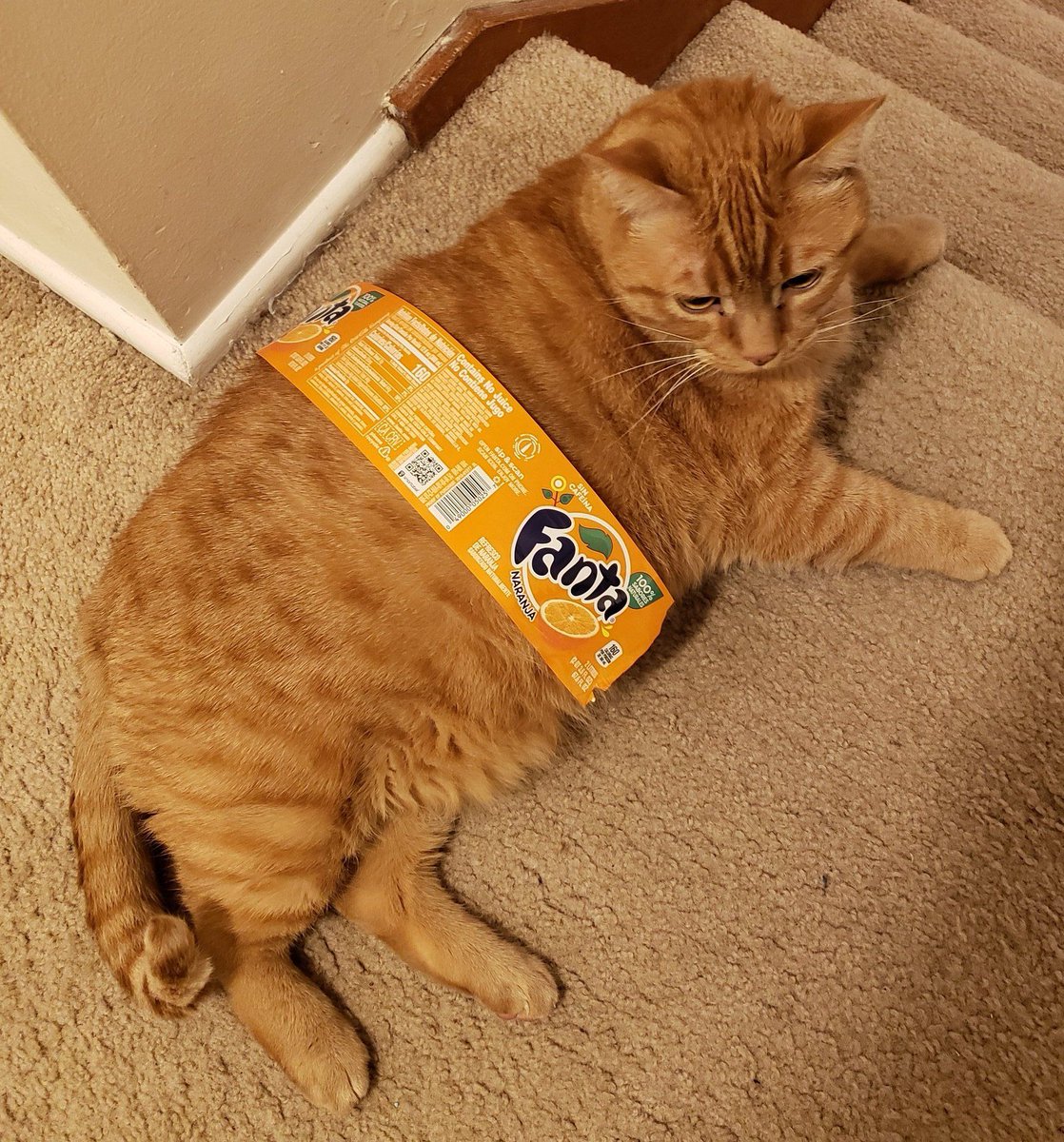 Why you should have a cat tweet media