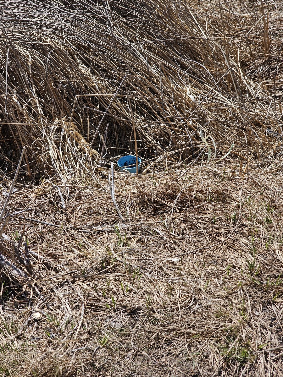 MonthlyEarthDay's tweet photo. Okkkkkk I think I'm going to try and catch this person. Every time I show up here, there is a worm container in the same spot. Can't be a coincidence. 😢

Time to do more #touchplastic for @petgasmx.

Let's do better and clean up this world together @nftreesbrasil @Jorgemed2022 @koehlerk89

Ps. This did not post the other day for some reason. 🤔
