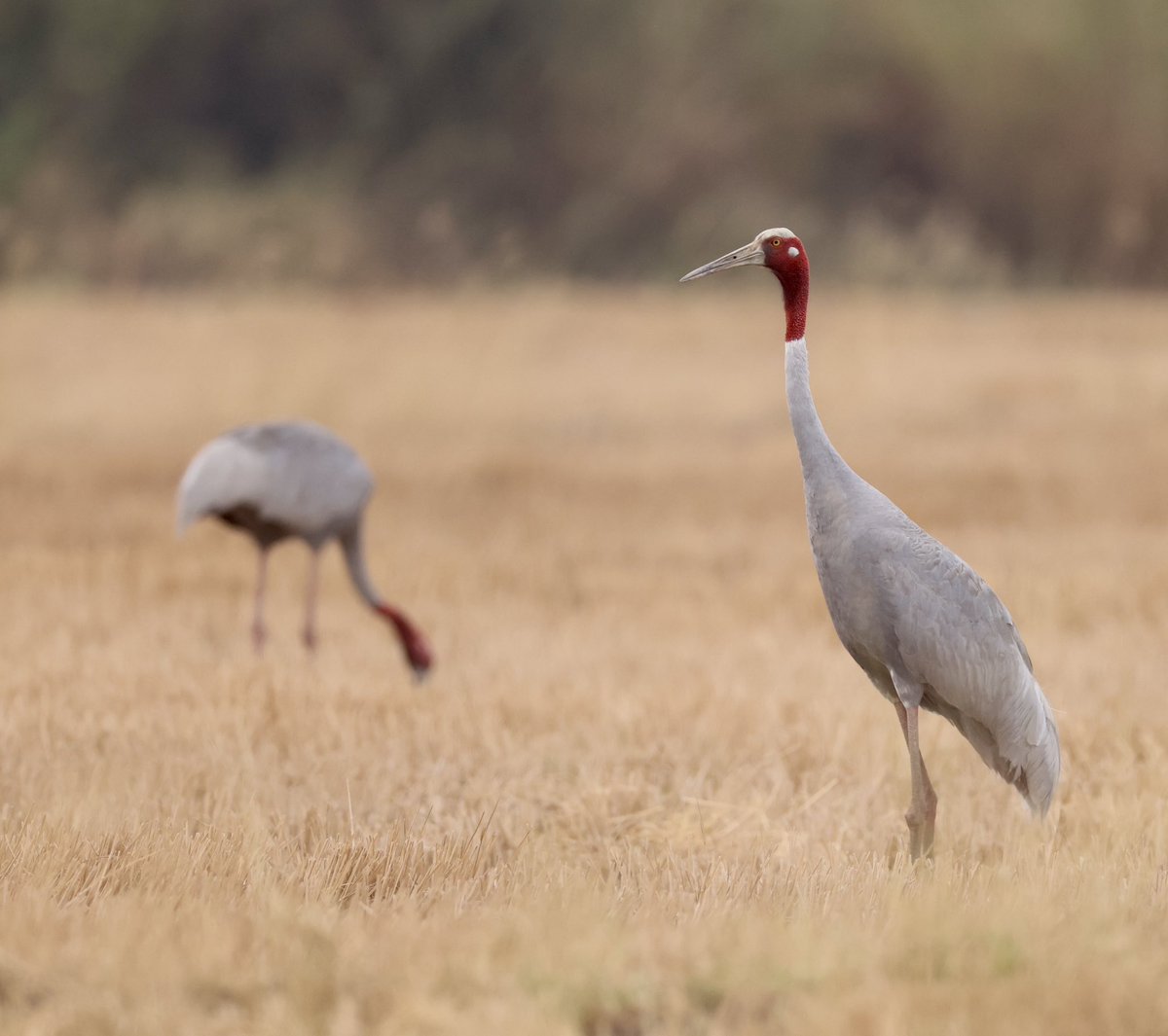 Sarus Crane (#BirdsSeenIn2024) is one of the hardest to see of the nine species of Crane that have been recorded in #China but further south here in #Cambodia it is easier to witness these towering giants, the largest species of the Crane family [BirdingInChina.com].