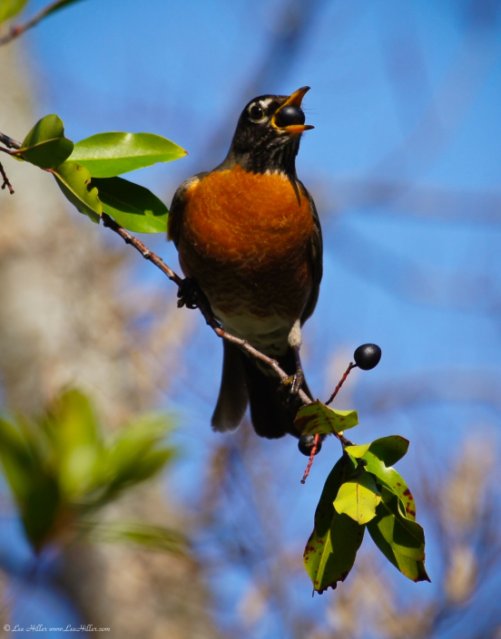 Robin Eating Berry
#HikeOurPlanet #FindYourPath #hike #trails #outdoors  #publiclands #hiking #trailslife #nature #photography #naturelovers #adventure #birds #birder #birding #birdwatching #birdphotography #BirdsOfTwitter