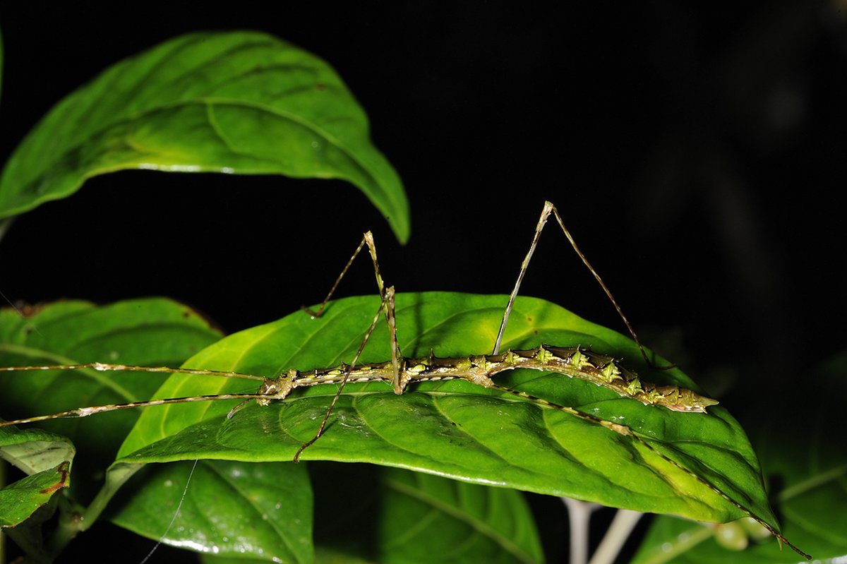 usys_ethzh's tweet photo. Francesca Ferrari, Master's student in #AgriculturalSciences at @ETH_en, was on an expedition in Madagaskar’s Makira Natural Park to study the still unknown biodiversity of #StickInsects. Let yourself be inspired at her presentation on 21 April: ➡️ https://t.co/nIhoefB1lM https://t.co/lwztfLFC31