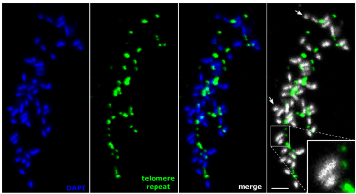 edanchin's tweet photo. Short talk but big discovery at root-knot nematode chromosome ends: don't miss @anazotta talk today at the 13.00 - 13.45 session #ESN2024 https://t.co/jbMD7Pwtwn