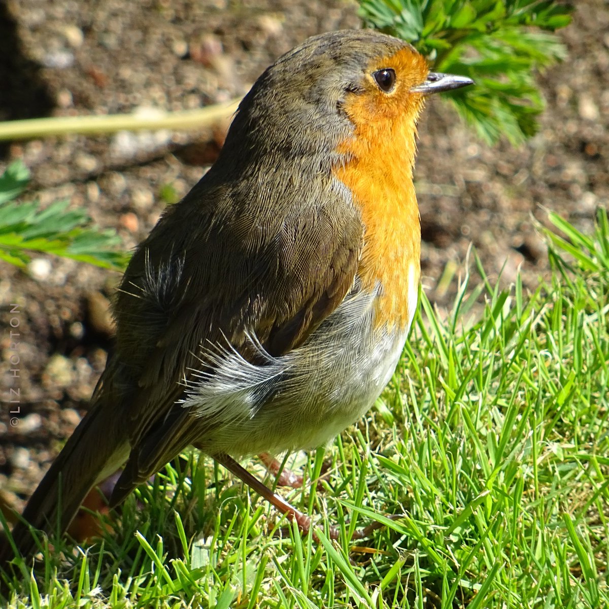 A tranquil moment.. #Robin soaking up the sunshine.. I was so focused on her wispy feathers.. I nearly didn't her all in the pic.. #nature #wildlife #birds #photography #birdwatching #birdphotography #BirdTwitter #birdtonic Hope your day is tranquil.. #art #naturelovers .. 🌱🧡🕊