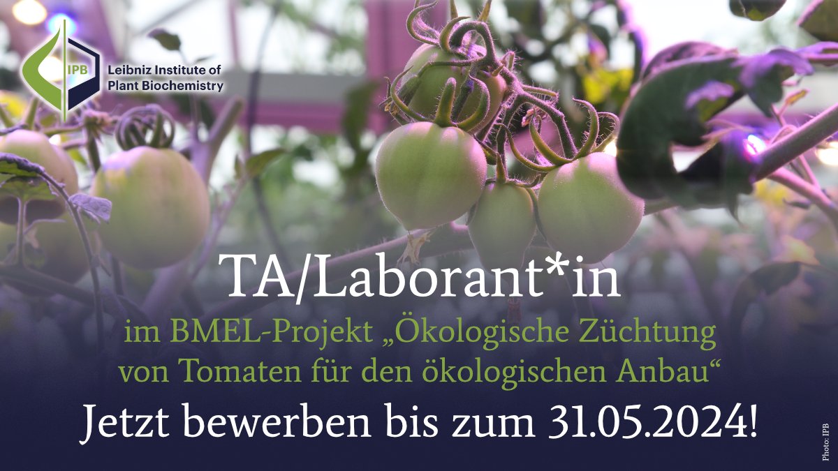 📣2 TA-Stellen zu besetzen! 1⃣ In der AG 'Jasmonatfunktion & Mykorrhiza' als Elternzeitvertretung.🧑‍🔬 Alle Infos: ipb-halle.de/karriere/stell… 2⃣ Im #BMEL-Projekt zur Tomatenzüchtung (TZ 50%).🍅👩‍🔬 Alle Infos: ipb-halle.de/karriere/stell… Bewerben bis 31.5.24! #Jobs #CTA #BTA #Laborant