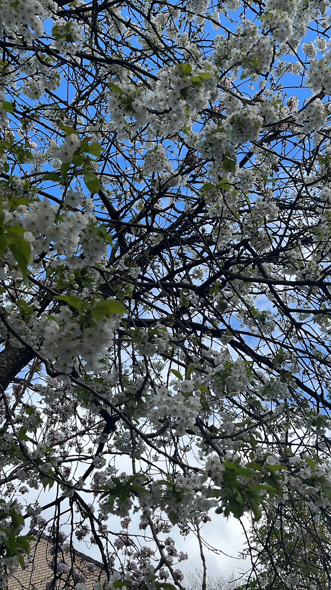 Hey folks, we have a power cut at the moment, hoping to be open at 11:30 Here’s a nice photo of some blossoms too