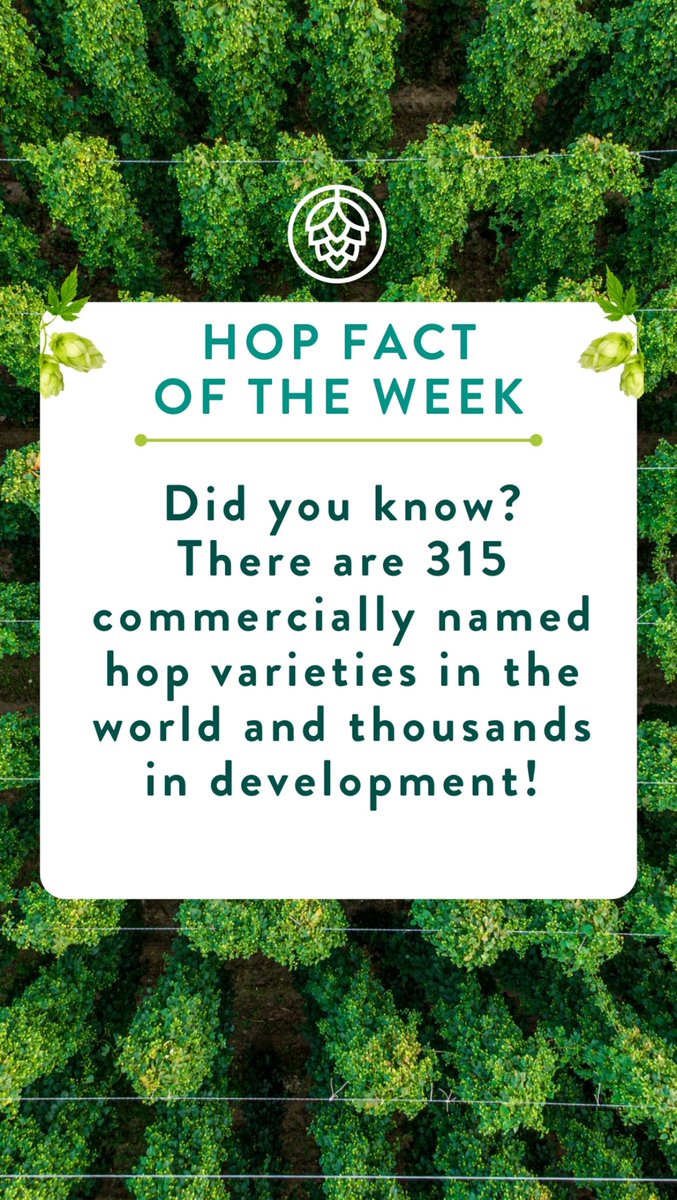 Dive into the hop universe 🌟, with a massive 315 commercial varieties and thousands in development, the options are endless 🍻! How many can you name without looking?   #HopFact #Hops #Brewers #Brewery #Beer