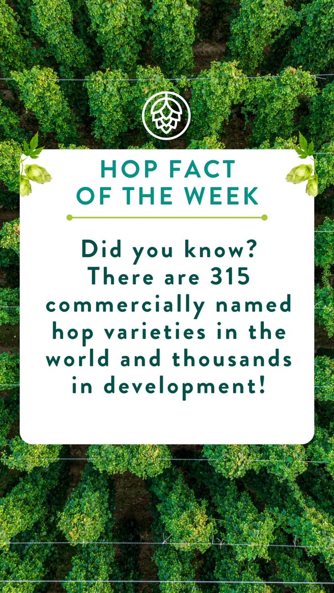 CharlesFaram's tweet photo. Dive into the hop universe π, with a massive 315 commercial varieties and thousands in development, the options are endless π»!β¨How many can you name without looking?
Β
#HopFact #Hops #Brewers #Brewery #Beer https://t.co/qtH7YH3X1Q