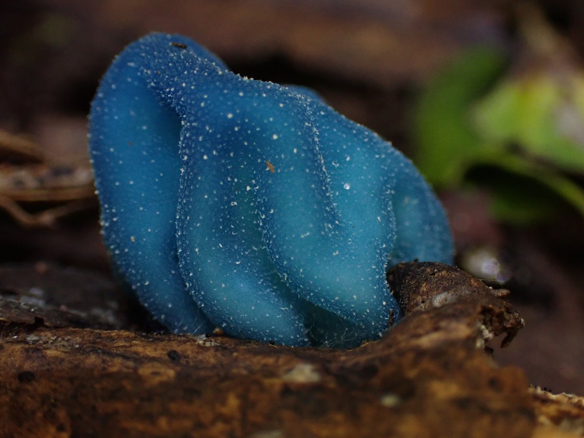 Mirror, mirror on the wall, who is the most blue-tiful fungi of all? ✨ Coprinopsis pulchricaerulea was first described in 2012 in northern NSW. Its blue fruiting body is short-lived, sometimes liquefying and disappearing. 📸 | M Colpus @atlaslivingaust #FungiFriday