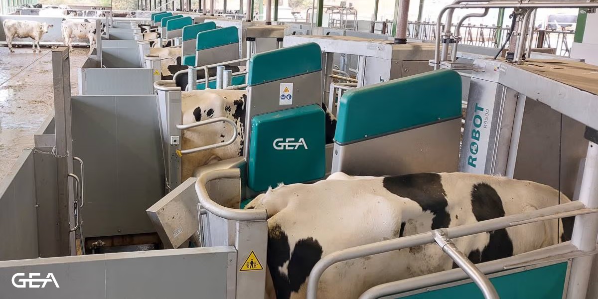 Batch milking is a clever way to step into automated group milking while using existing barn areas, such as the previously used space of the milking parlor, the waiting area and the selection area. More: go.gea/3ap
#batchmilking #nextgenerationfarming #TeamGEA