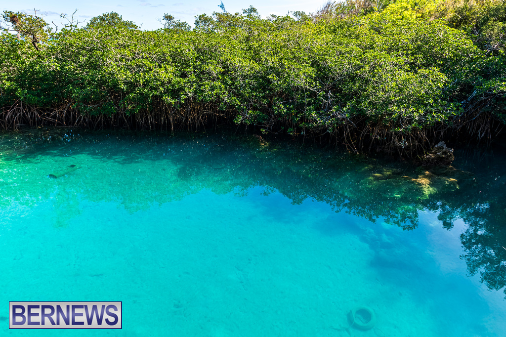 A tranquil moment showing the turquoise waters at Blue Hole #Bermuda #ForeverBermuda Bernews.com