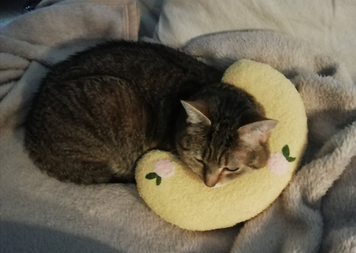 I bought a neck pillow for Spock 🥰