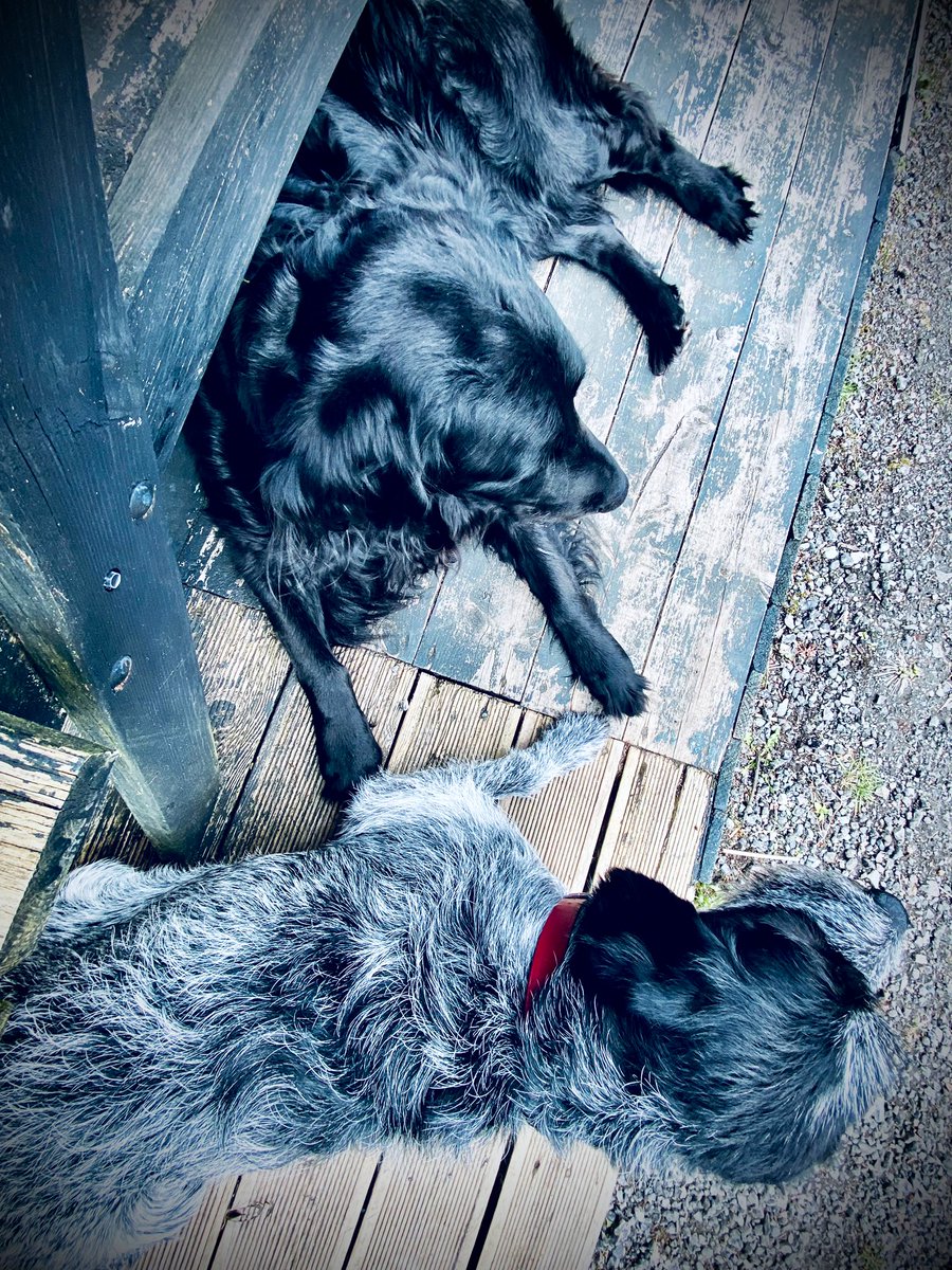 Two dogs hanging out… Because, let’s face it, times are challenging (nationally/internationally).