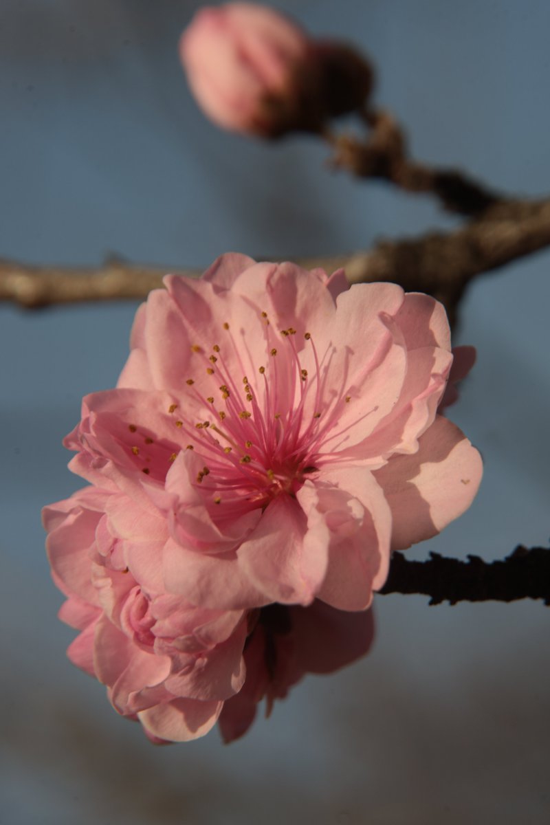 Peach blossoms 🤗 #Photography #Flowers