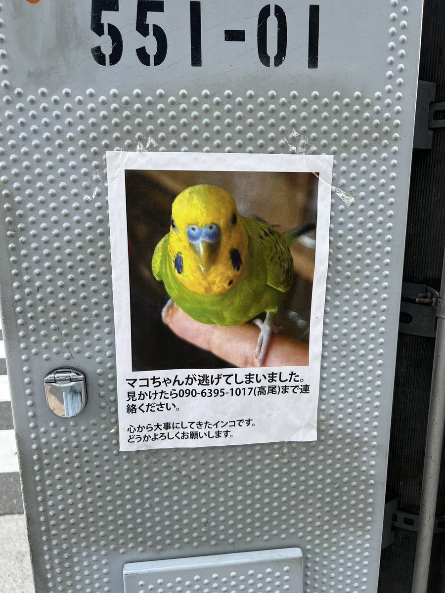 目白駅前に迷子インコのポスターがあった
学校の近くにいるかもしれないからTwitterに投下します。