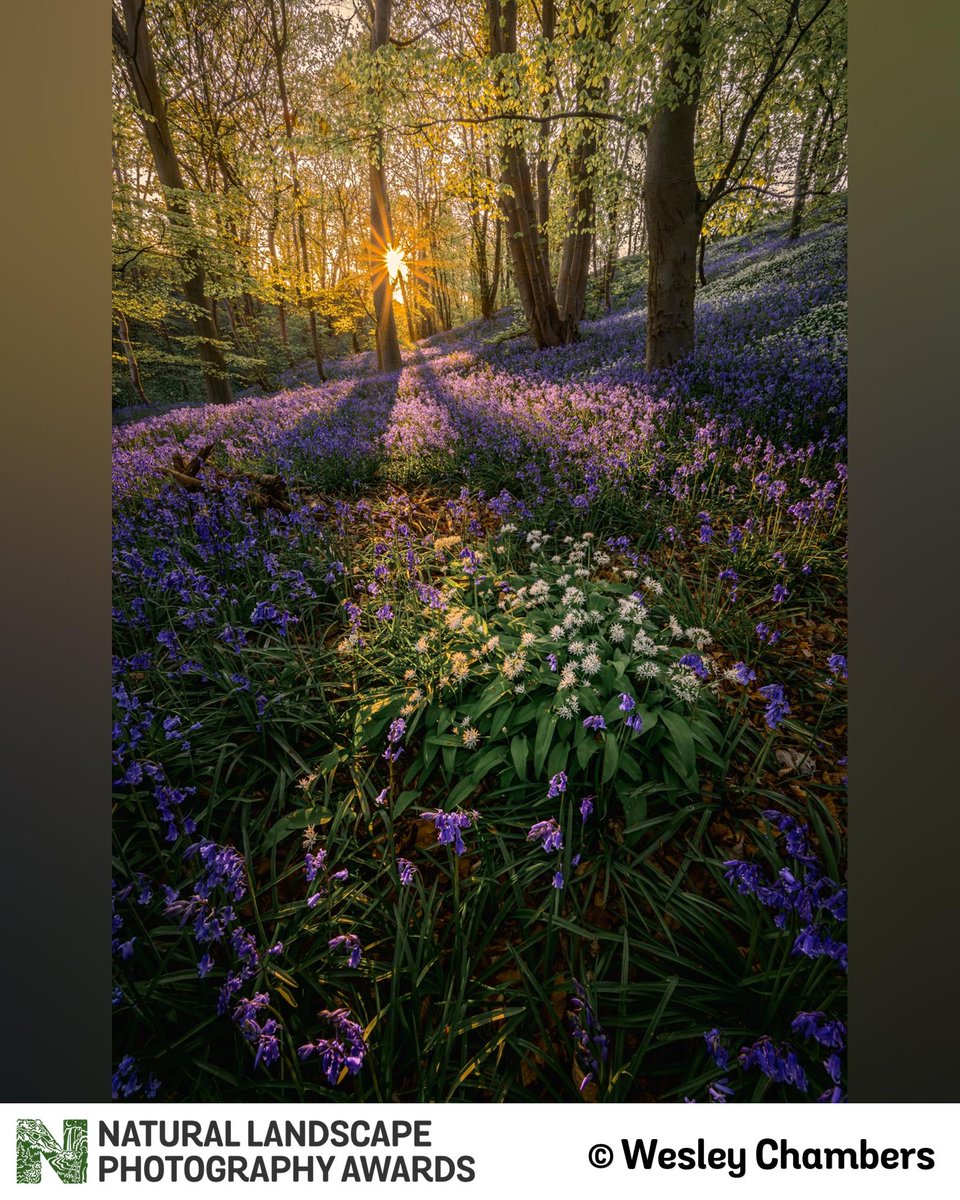 Wildflowers and sunstars are hard to resist, as Wesley Chambers proved in this fantastic entry from last year. Nice work, Wesley! We are officially open for entries, let’s see what you got!