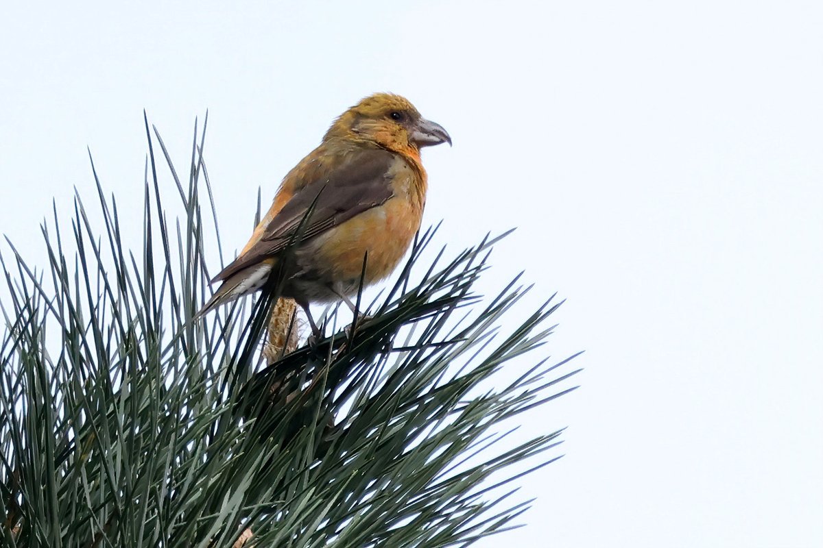 Male Crossbill on look-out in The Brecks.