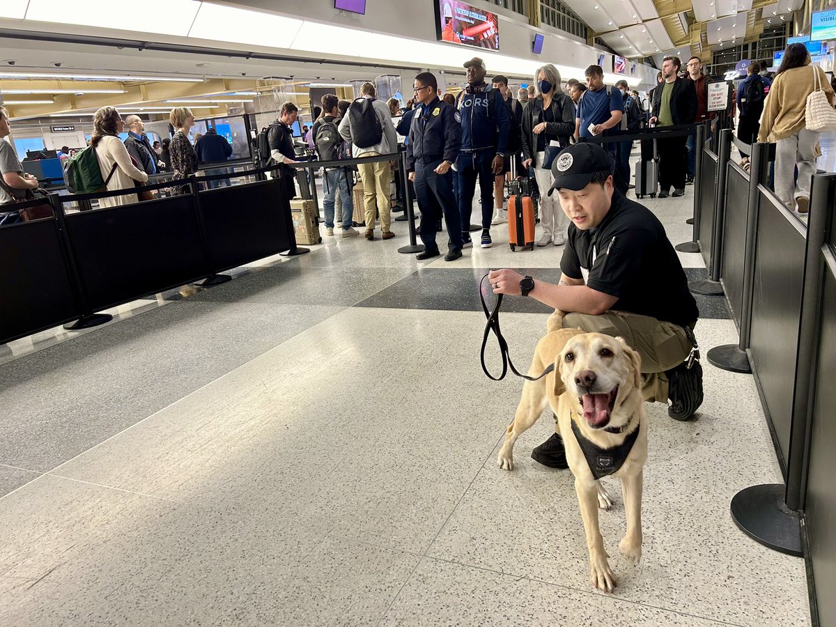 .@TSA explosives detection canine Messi is on his last run this morning at @Reagan_Airport. He is retiring after his shift today. He started screening passengers this morning at 5:30 am. Tomorrow he can sleep in!
