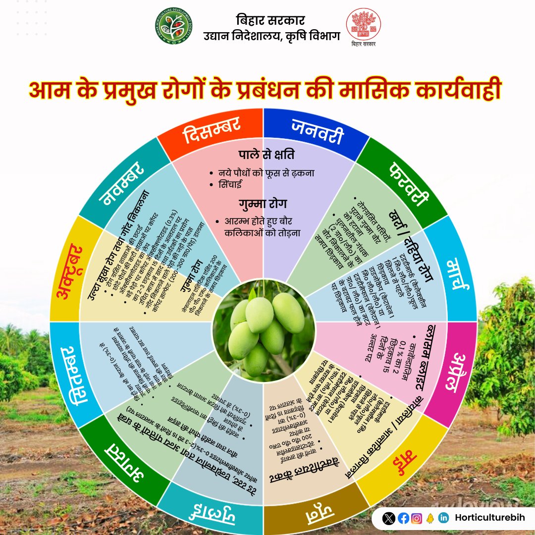 आम के प्रमुख रोगों के प्रबंधन की मासिक कार्यवाही | @Agribih @mangalpandeybjp @SAgarwal_IAS @abhitwittt @AgriGoI #Mango #agriculture #horticulture #Bihar