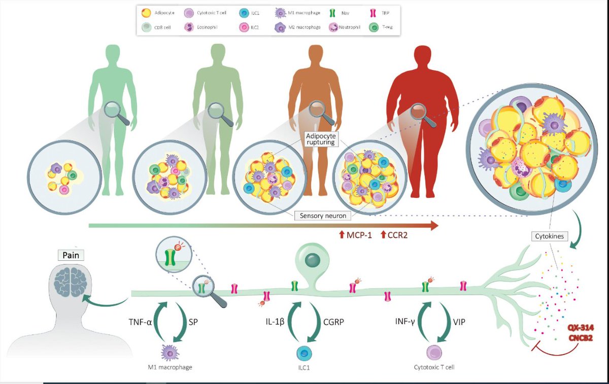 Inflammatory Factors
Accumulation of fat leads to adipocyte rupture and adipokine secretion.
This leads to  increased levels of circulating pro-inflammatory cytokines
which can sensitize & activate nociceptor neurons termed 'obesity-induced pain'
.