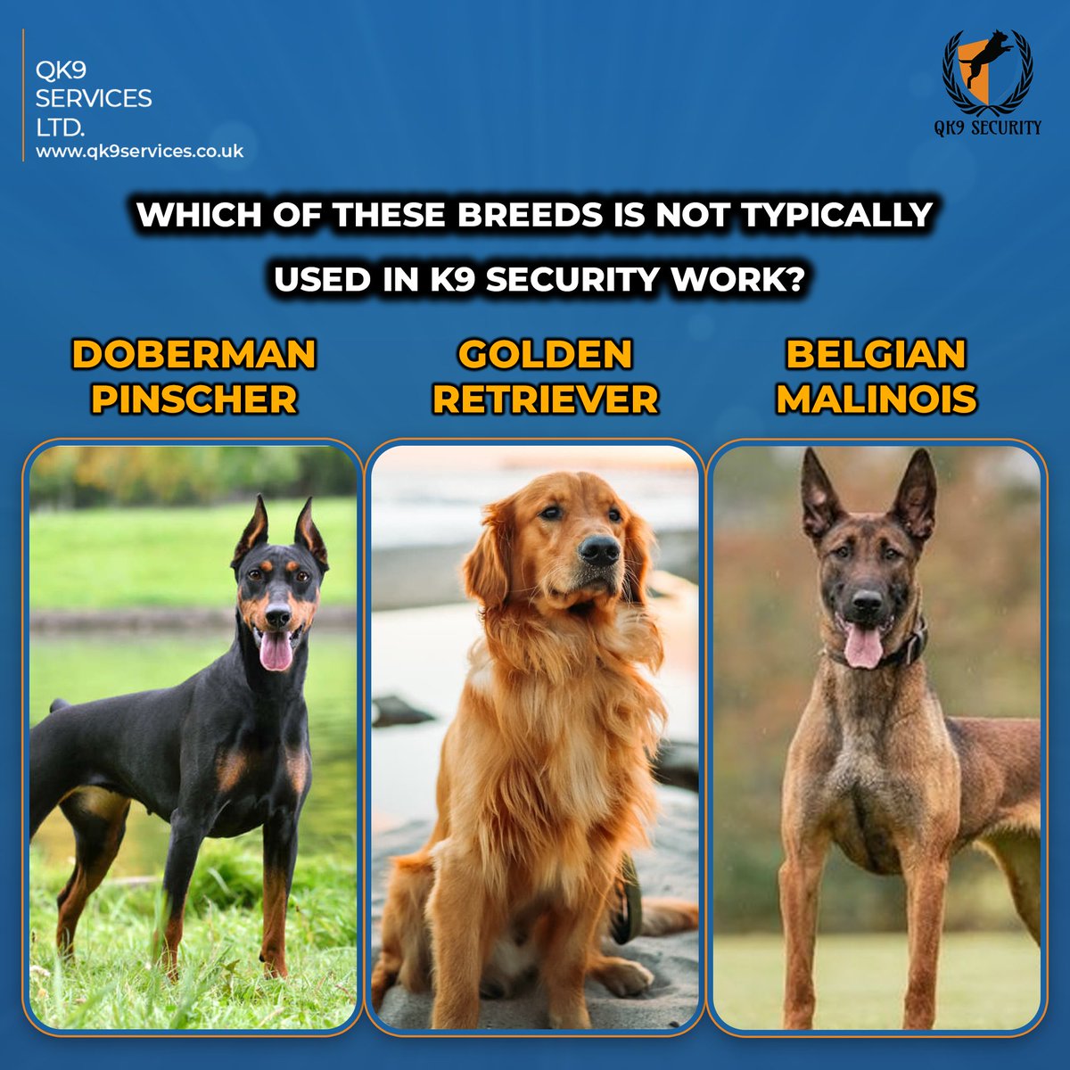 Which of these breeds is NOT typically used in K9 security work?
.
.
.
.
#K9Security #WorkingDogs #DogBreeds #BassetHound #NotSecurityMaterial #ScentDetection #qk9