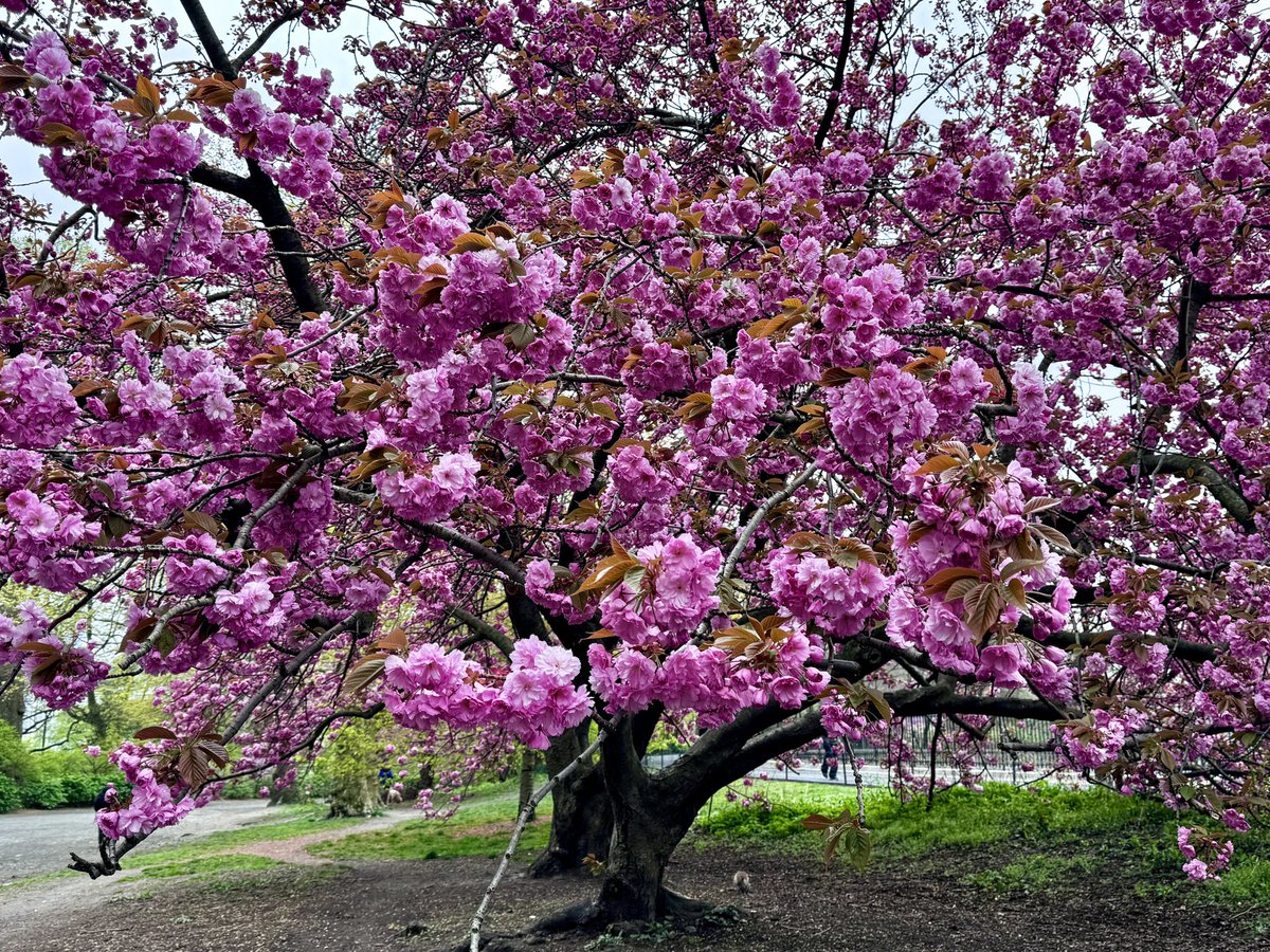 NYCRobyn's tweet photo. I 🩷 pink season in @CentraParkNYC #getoutside #springhassprung #centralparkbloomwatch #whyiwalk #seeyourcity #mynewyork @NYCParks https://t.co/QeXj62EoHR