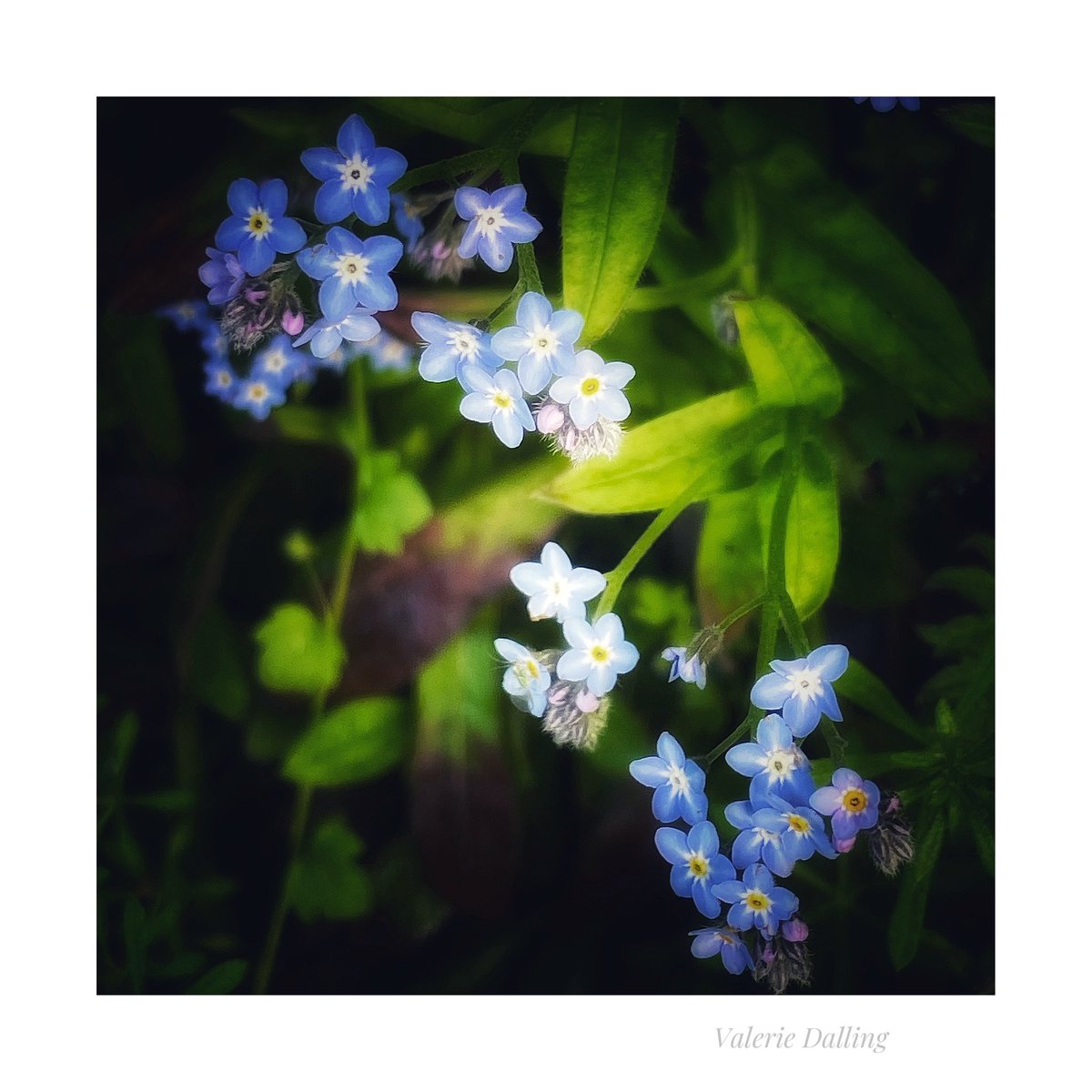 Forget-me-not…
#peakdistrict #woodlandwalk #mindfulmoments