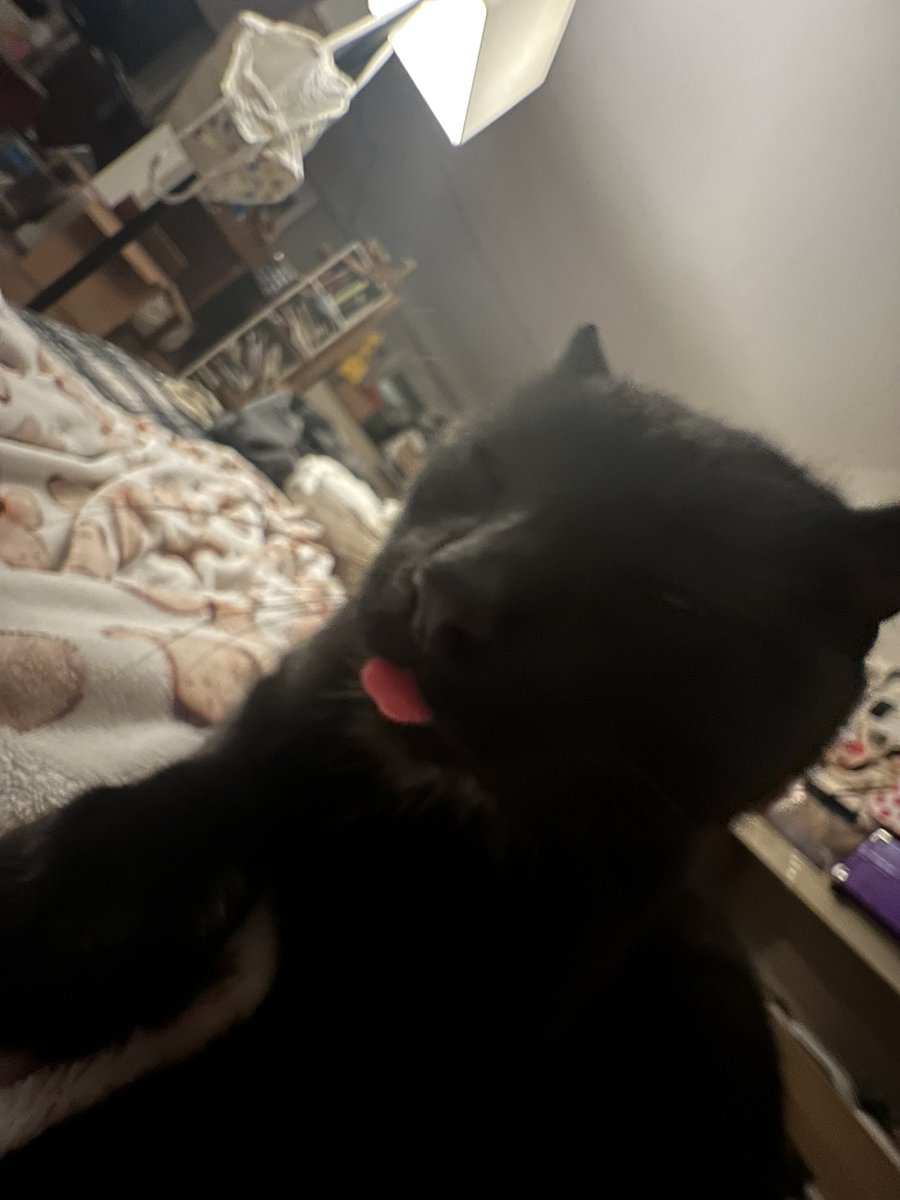 isabelly80085's tweet photo. @500crabs look at how dumb ollie is https://t.co/DMeifzGCCk