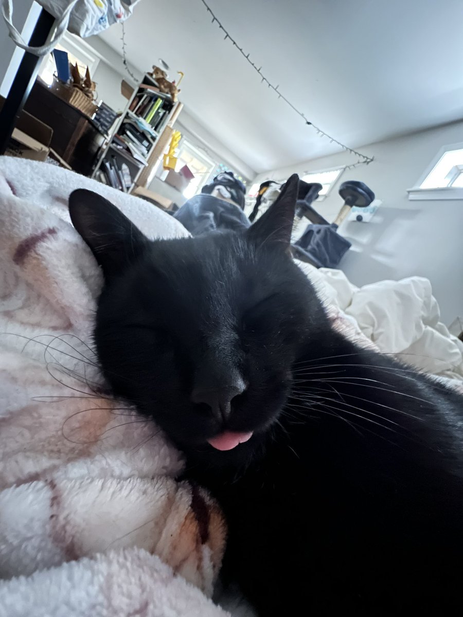 isabelly80085's tweet photo. @500crabs look at how dumb ollie is https://t.co/DMeifzGCCk