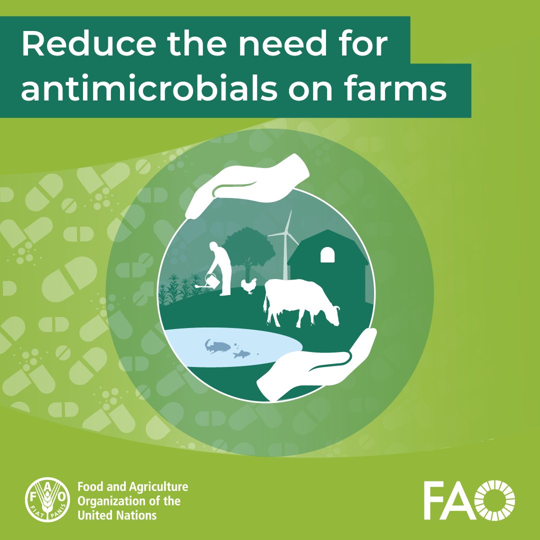 Antimicrobials should be used responsibly and only when needed.

Learn about @FAO's 10-year initiative to reduce the need for antimicrobials on farms to support countries’ sustainable agrifood transformation and join us!

🔗: bit.ly/3UcJfnL

#AntimicrobialResistance