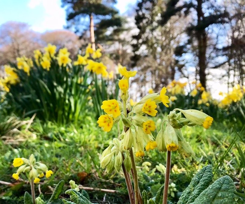 🌼🌼🌼Hundreds of wonderful wild Cowslips 🌼🌼🌼

… living in harmony with the daffodils 🌼 

On my dog walk this morning on a beautiful bright and sunny Friday in Inverness 👣 🐾🌼

#Wildflowers #Botany #Cowslips #LoveUkWeather
#Nature #ThePhotoHour #ScottishHighlands