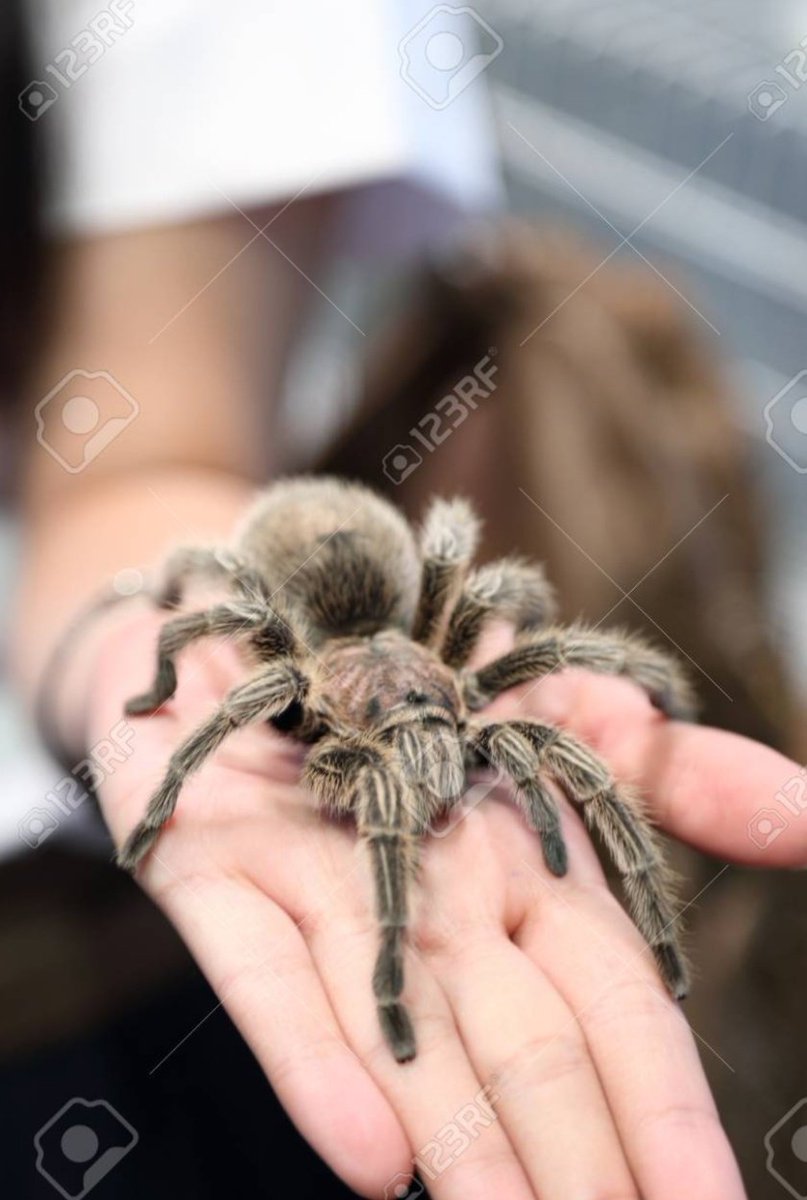 moje marzenie to jest wziąć takiego włochatego pająka na ręce