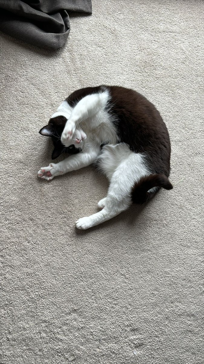 CatherineShear5's tweet photo. #EllipticalMarathon Week 2, Day 5
#Exercisestreak day 44.
5.00km today (Long one of the week). 

Dexter is back in hospital with more kidney stones. :(
Jess is trying to look cute after knocking over the shredder. 
Me- I'm physically struggling to balance everything. 

#cats https://t.co/NpwVvPIRAv