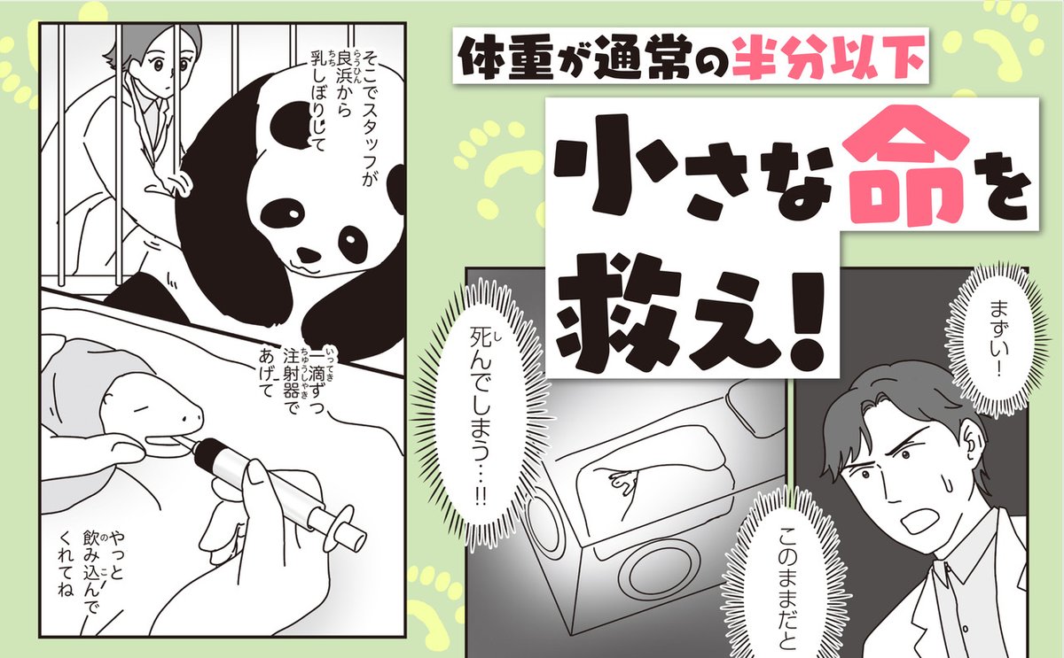 KADOKAWA ウォーカープラスにて連載中の「パンダのミライ」のコミックスが紙と電子で本日発売!
https://t.co/dimmwbNGBm
#アドベンチャーワールド で暮らすパンダ #良浜 たちを取材した、ためになる知識とかわいいエピソード満載の楽しい一冊です。
ぜひぜひ~