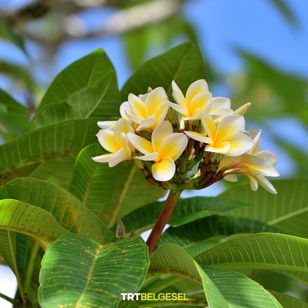 🌸Ülkemizde 'Hint mabet ağacı' olarak bilinen plumeria; gösterişli, hoş kokulu, renkli çiçekleriyle dikkat çeken bir bitki türüdür. Brezilya'dan Meksika ve Karayipler'e kadar tropikal Amerika'ya özgü olan türün birçok cinsi de mevcuttur.