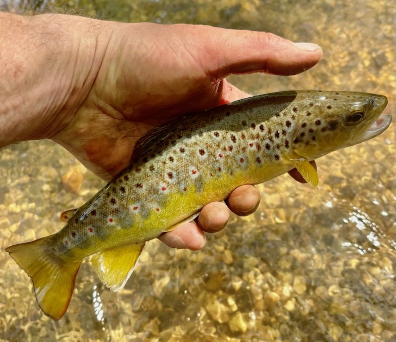 More Somerset gold. #flyfishing #guidedfishing #flyfishinglessons #flyfishinglife #flycasting #trout #browntrout #rainbowtrout #grayling #onthefly #flyfishingnation #outsidedays #salmon #seatrout #dryfly #nymph #Snowbee #flyfishinglife #river #stream #lake