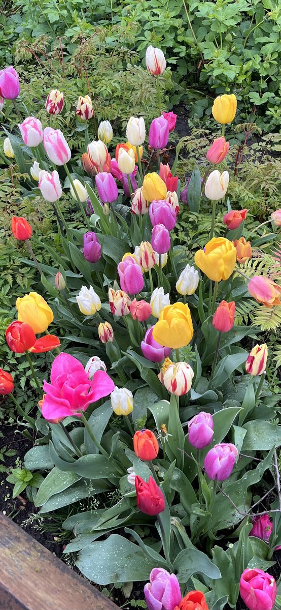 Bloomin marvellous #Didsburypark #Didsburyparkvolunteers ⁦<a href="/bbcweather/">BBC Weather</a>⁩