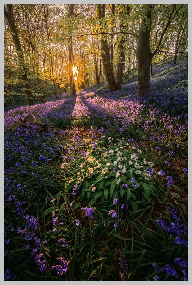 #bluebell time! 💜💜💙💙 Nikon Z7II NIKKOR Z 14 - 30mm S Bring out the bluebell carpet! @UKNikon @NikonEurope