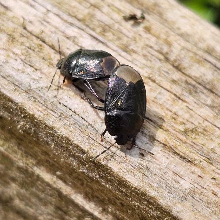 #RecordOfTheWeek today is fabulous Forget-me-not Shieldbugs (Sehirus luctuosus), spotted in Tredegar House by Sue Colwill. We only have 16 previous records for this species in Wales, though they seem to be having a successful year. Thanks for the record & pic, sent via the app.