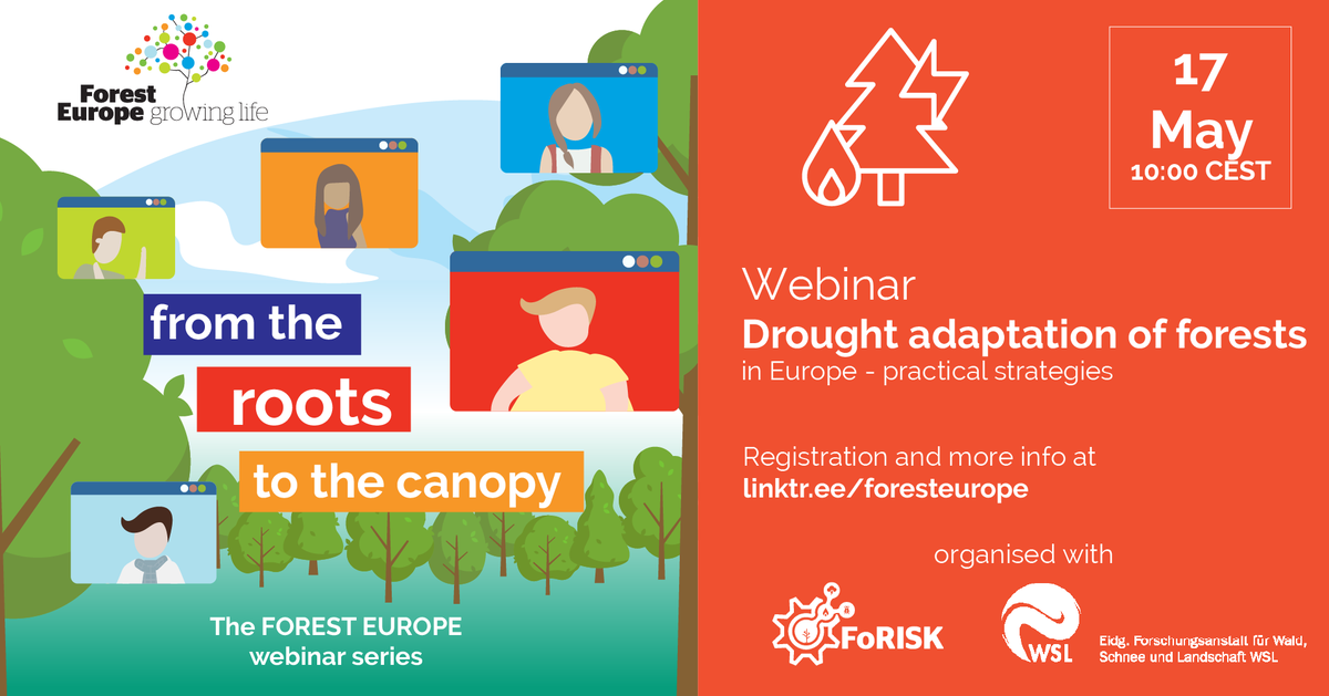 🚨#Webinar: Drought Adaptation of Forests in Europe - Practical Strategies 🏜️ Discuss with us the extreme drought in 2018 and its devastating impact on beech. Learn about a decision support tool providing the best choices for future mixed forest stands➡️ forestdroughtadaptation.eventbrite.fi