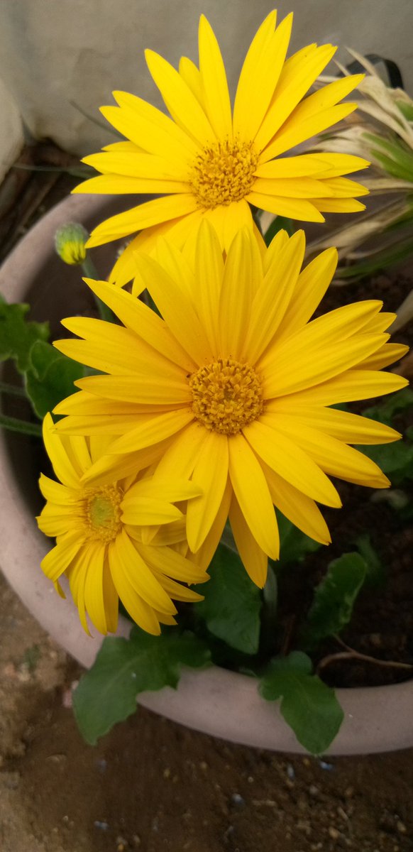 黄色い花💐😁