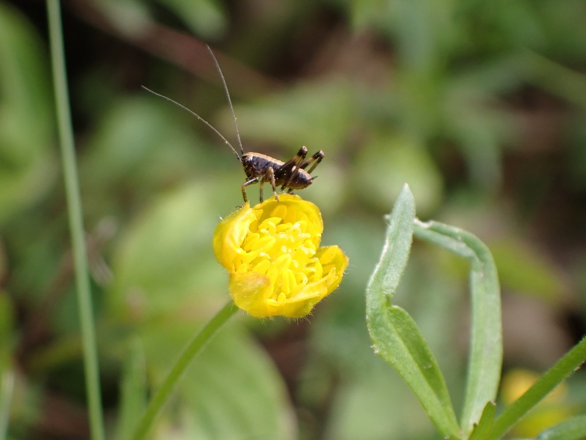 Yesterdays 40 mile cycle ride: flooded road requiring detour and a random verge with Goldilocks Buttercups. The Dark Bush-cricket nymph found this flower to be just right.