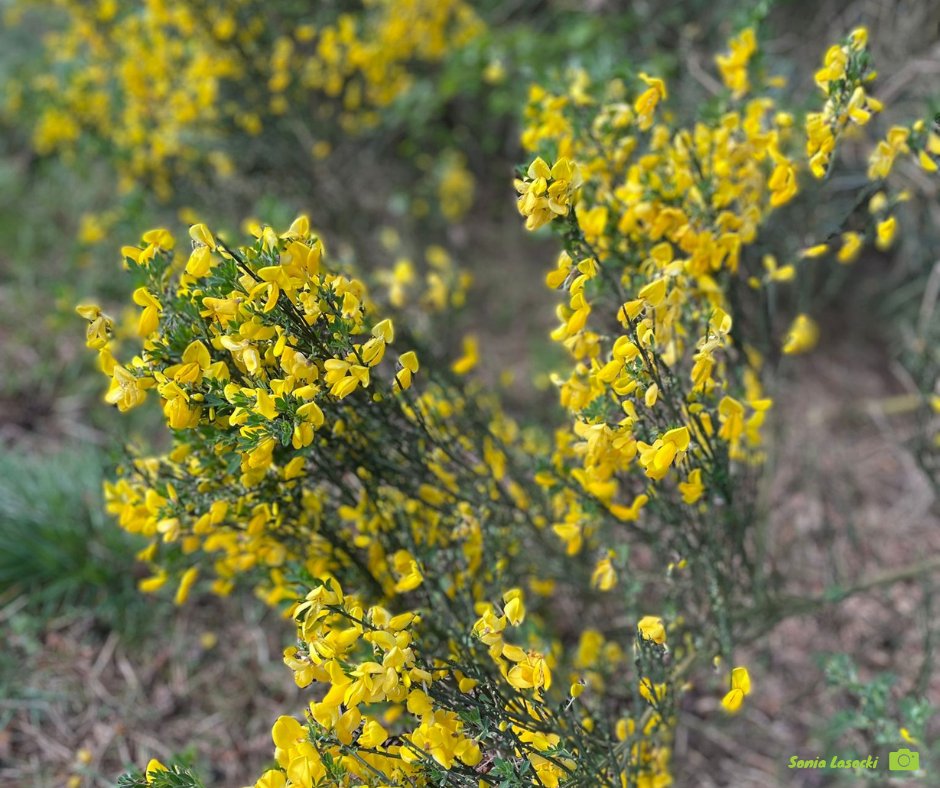 Some stunning vivid blue #spring skies & vibrant yellow flowering #broom and #gorse on the #ThamesBasinHeaths this week. The longer days & brighter mornings are so good for our mental health!

Warden Sonia took these gorgeous photos at Brentmoor Heath in Surrey. 
@Surreyheath