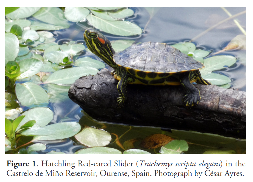 'New evidence of Red-eared Slider, Trachemys scripta (Wied-Neuwied 1839), reproduction in Galicia (Spain)' by Ayres & Domínguez-Costas (2024) has recently been published in #ReptilesandAmphibians: doi.org/10.17161/randa… #Herpetology #Reptiles #Turtles #InvasiveSpecies