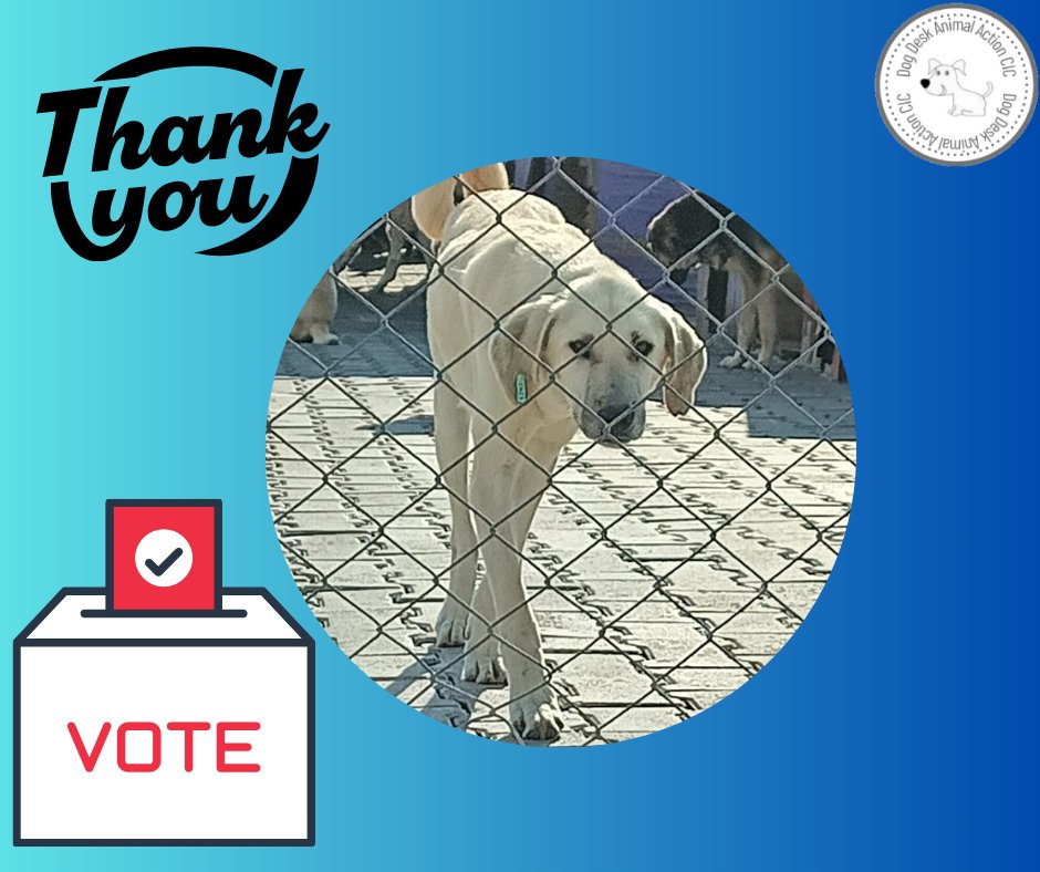 Have you voted this week? If you haven't please vote now 🙏 Click the blue link mygivingcircle.org/dog-desk-anima… Your vote can help us win a much needed grant #dogsoftwitter #dogsofx #dogs