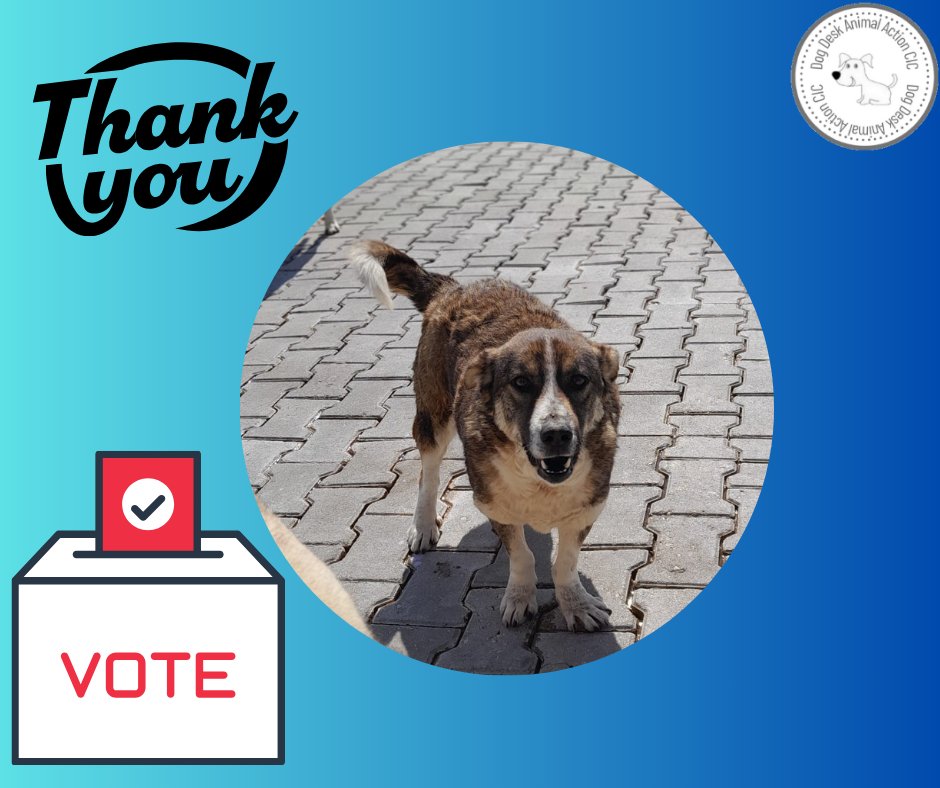 Have you voted this week? If you haven't please vote now 🙏 Click the blue link mygivingcircle.org/dog-desk-anima… Your vote can help us win a much needed grant #dogsoftwitter #dogsofx #dogs